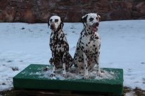 Fee Amilia vom Hause Fiedanu „Mia“